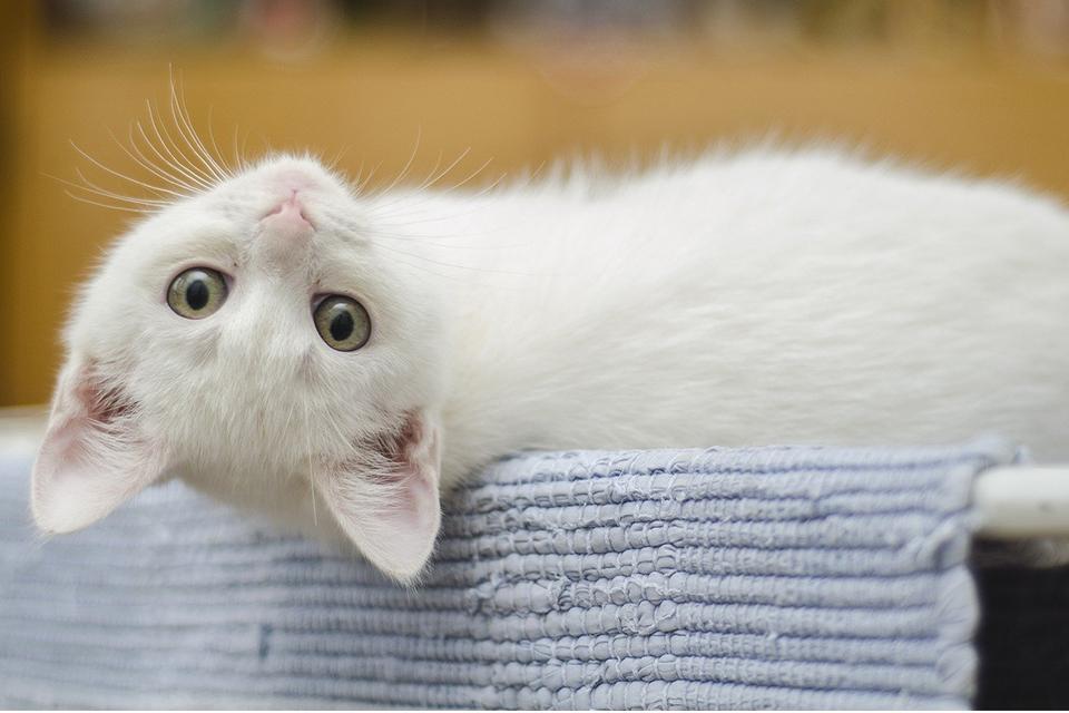 bílé koťátko leží na boku s hlavou dolů a kouká do předu