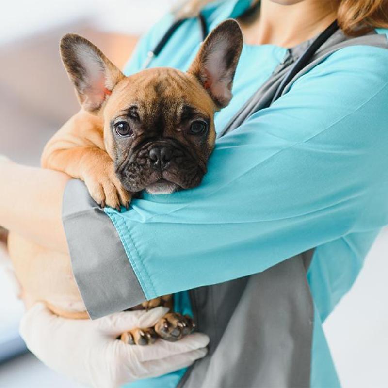 americký buldoček v náručí veterinární lékařky