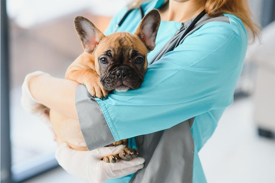 americký buldoček v náručí veterinární lékařky