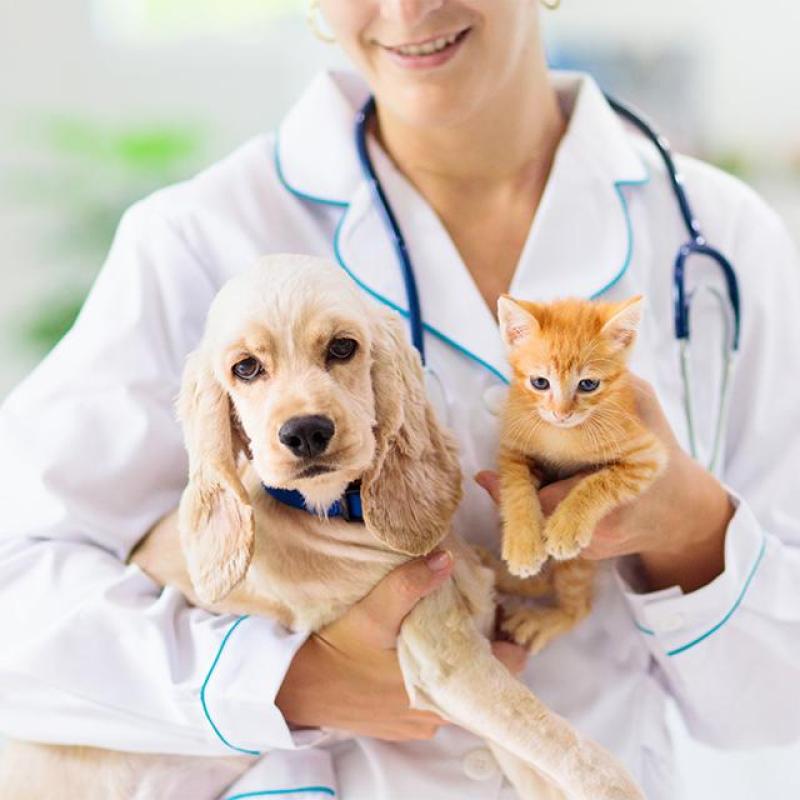 štěně a kotě drží v náručí veterinární lékařka
