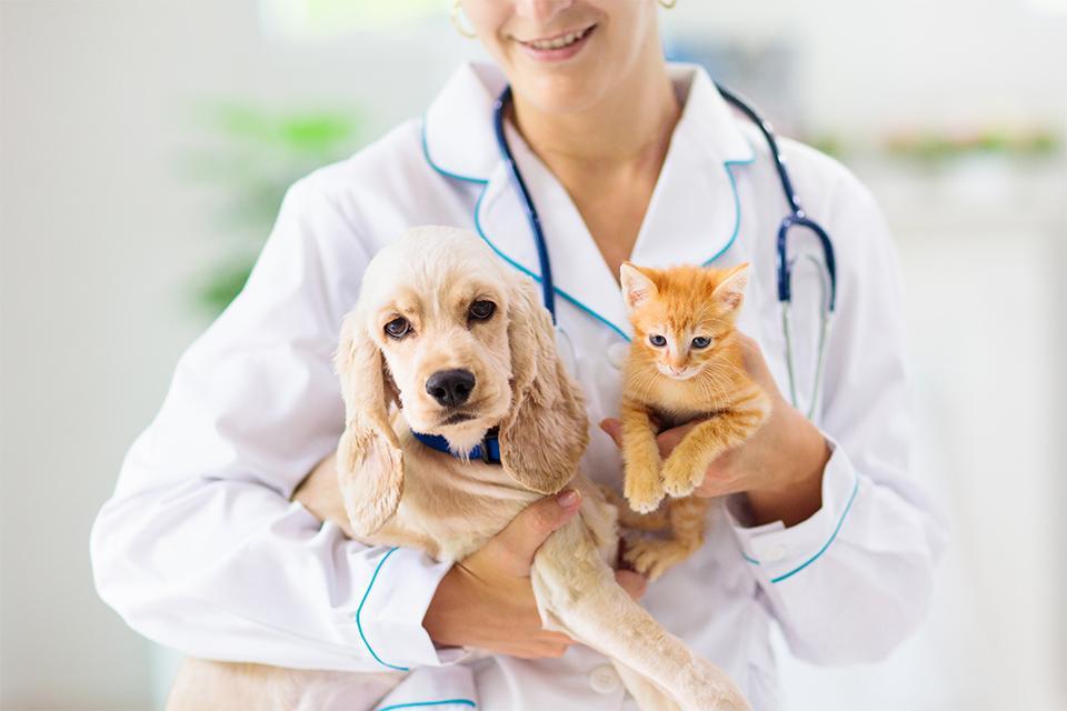 štěně a kotě drží v náručí veterinární lékařka