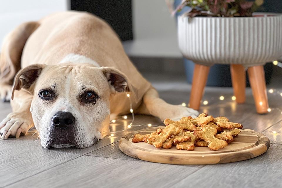 pitbull leží vedle vánočních psích sušenek