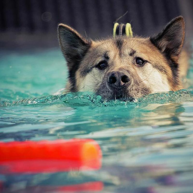 pes plave pro vodní hračku