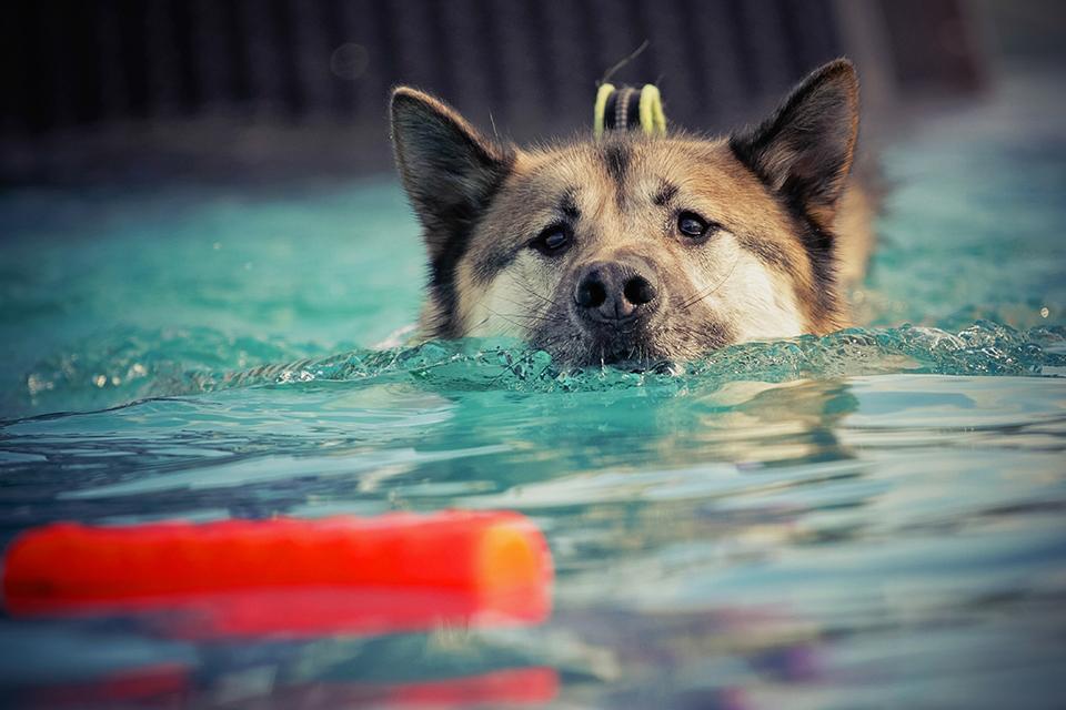 pes plave pro vodní hračku