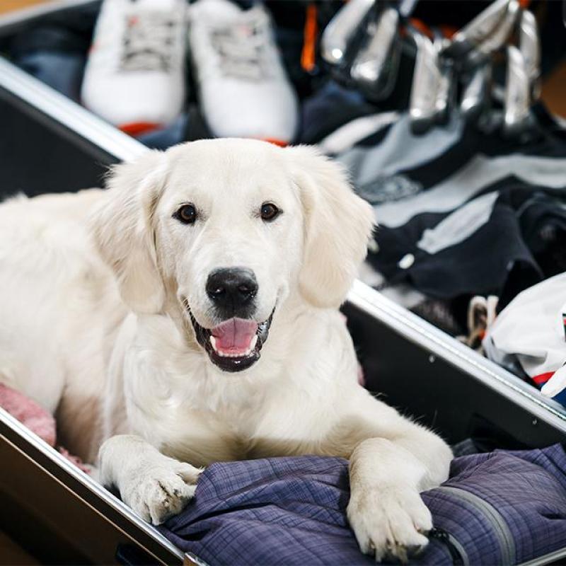 pes leží v kufru s věcmi a jede na dovolenou