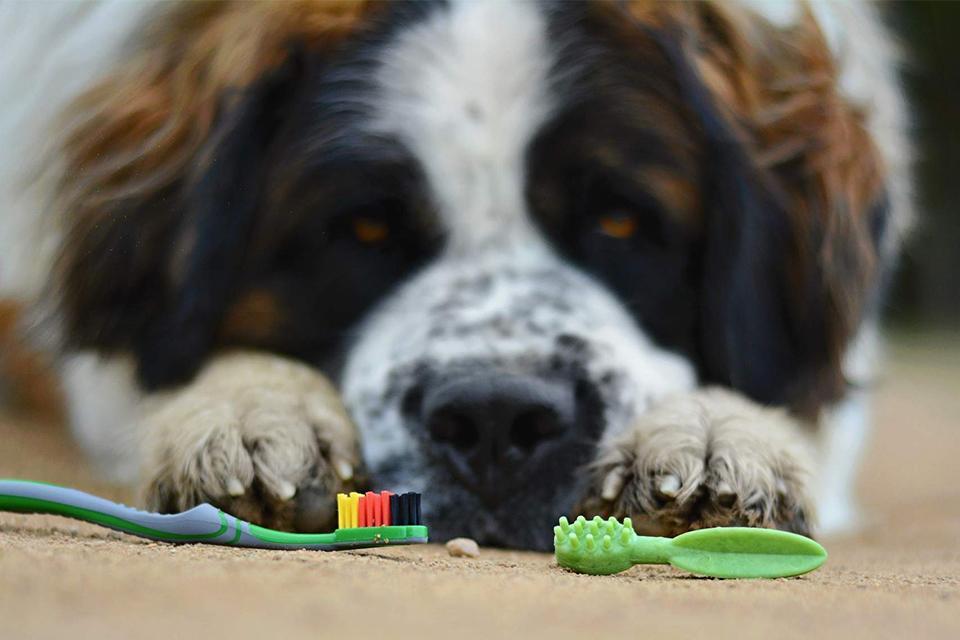 pes leží a dívá se na zubní kartáček a dentální pamlsek pro psy ve tvaru kartáčku