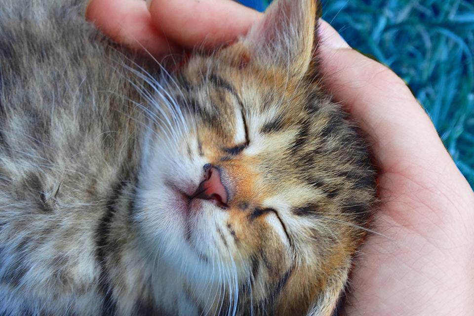 kotě v dlani člověka spokojeně spí