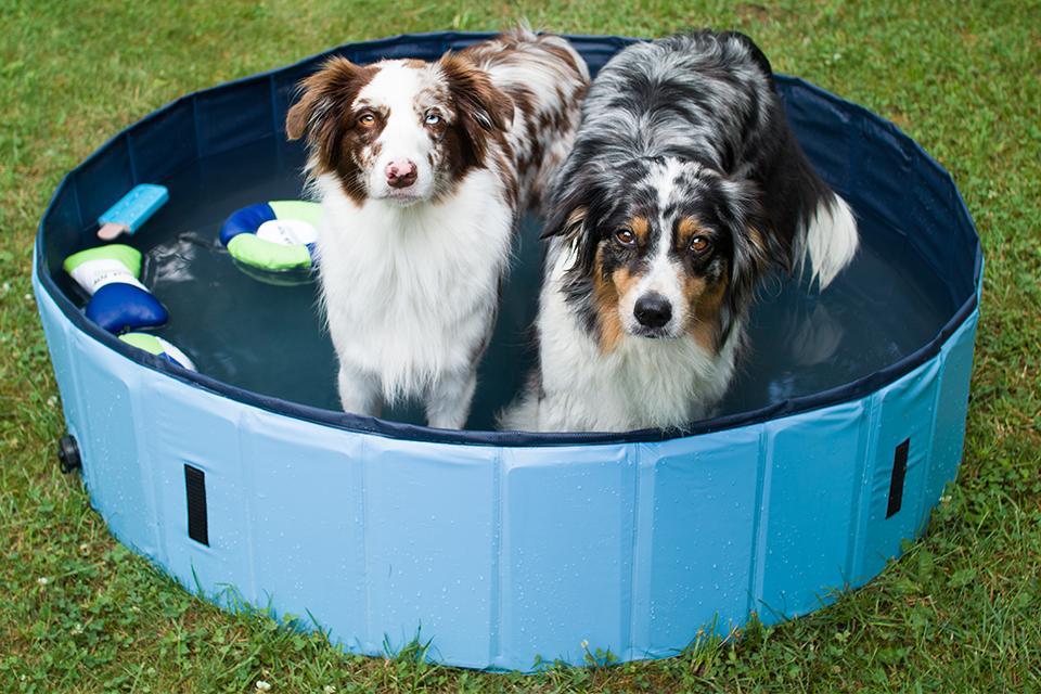 dva australští ovčáci v Akinu bazénku pro psy 