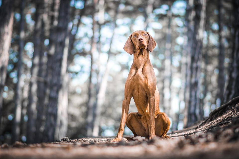 psí ohařka sedí v lese