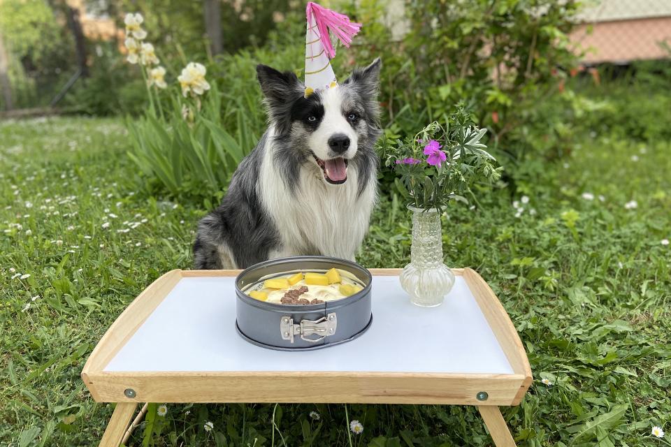 pes slaví narozeniny, má na hlavě čepičku a před sebou má dort