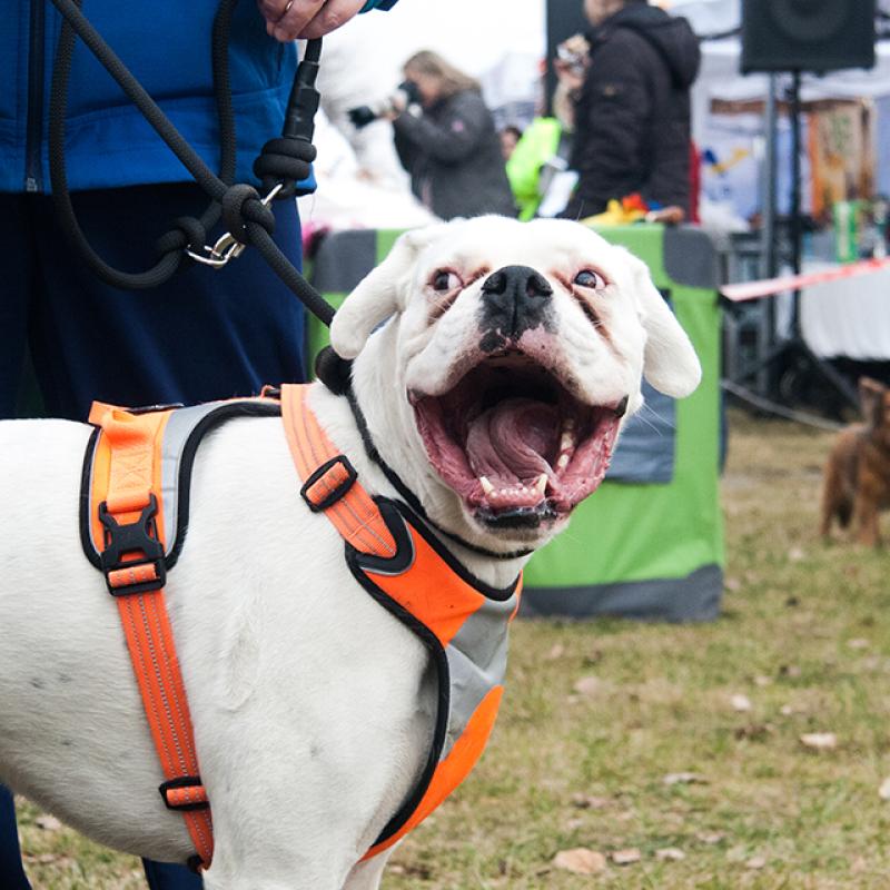 pes s otevřenou tlamou dokořán na happy dog show