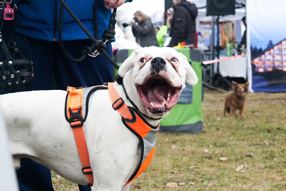pes s otevřenou tlamou dokořán na happy dog show