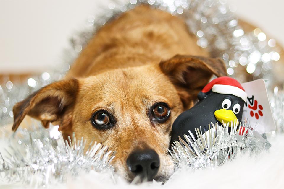 pes leží na vánočním řetězu a vedle něj je položená vánoční hračka Akinu tučňák