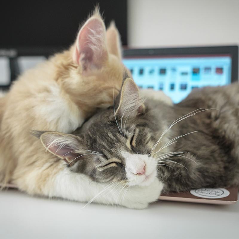 dvě kočky spí s hlavami u sebe na notebooku