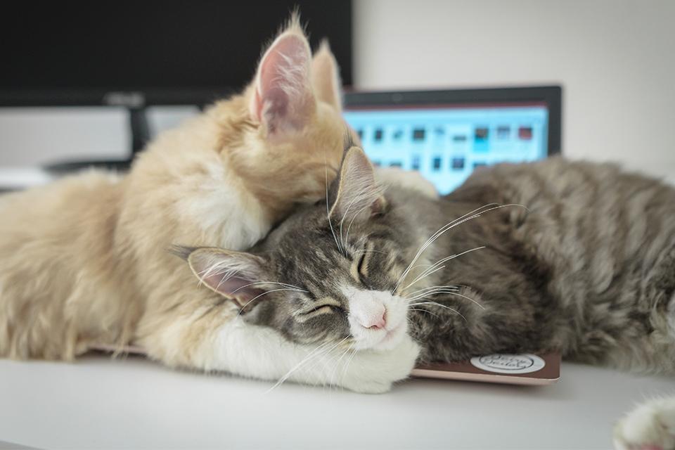 dvě kočky spí s hlavami u sebe na notebooku