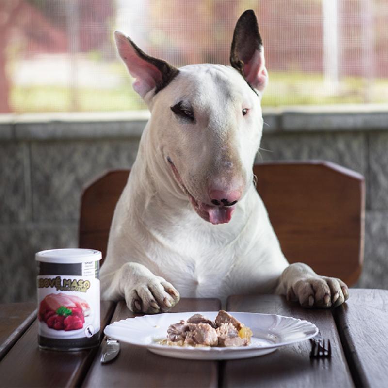 pes sedí u stolu na židli, packy na stole a na talíři leží libové maso Akinu
