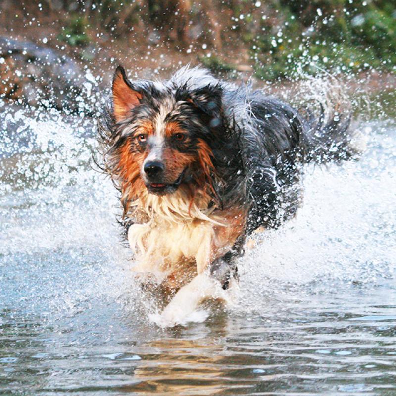 pes skočil do vody a caká kolem něj voda