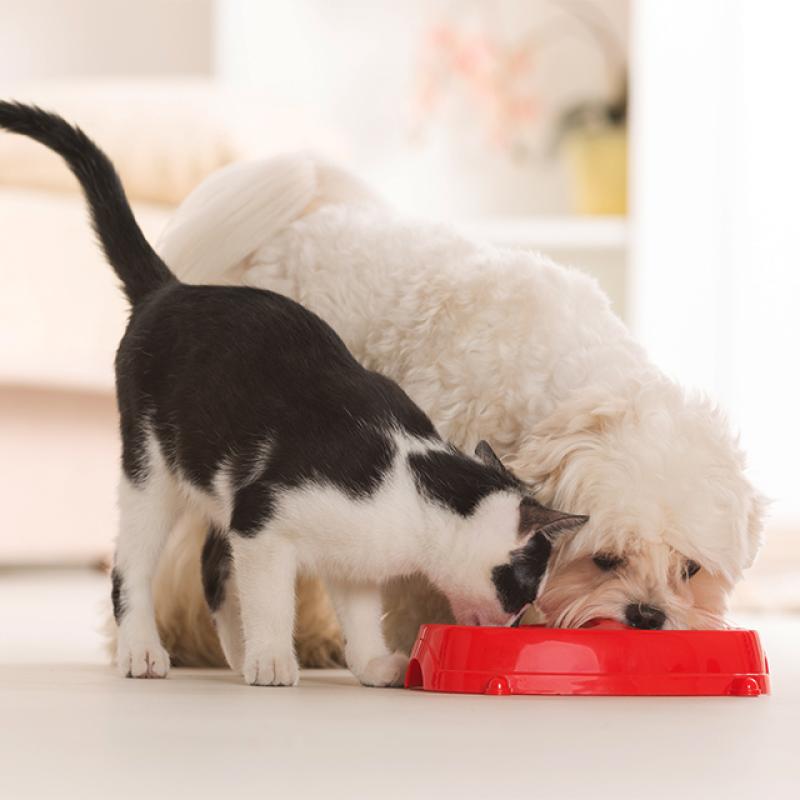 pes a kočka jedí ze stejné misky