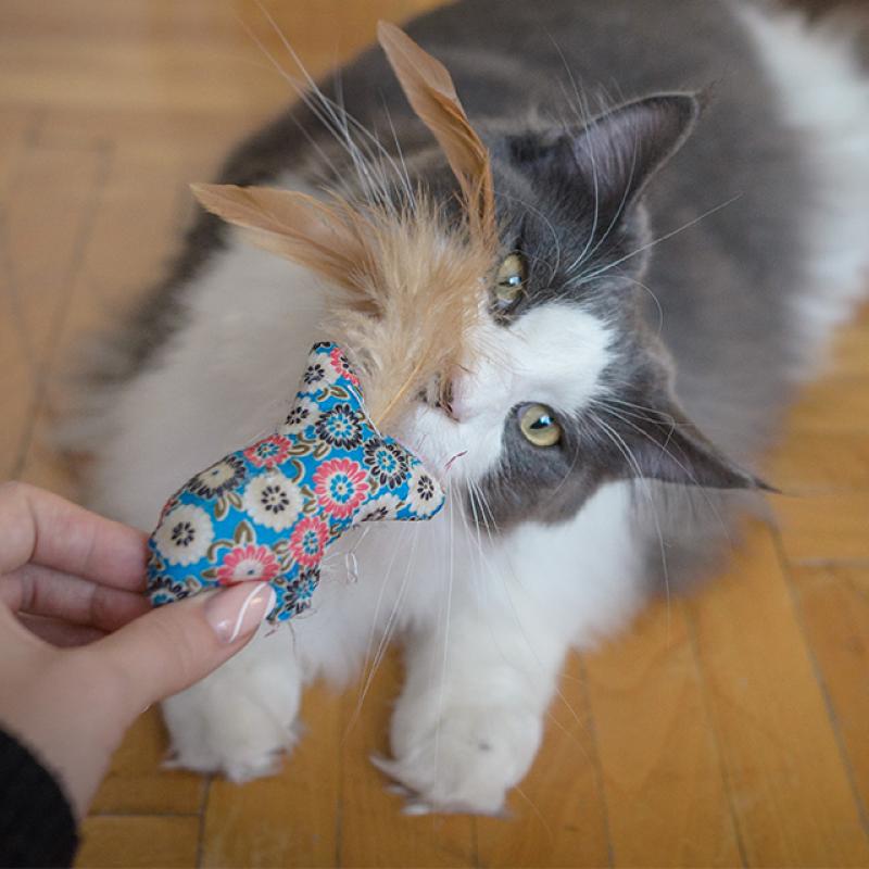 mainská kočka s hračkou s pírky