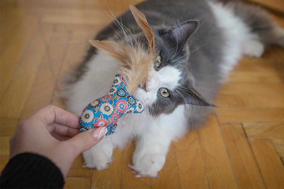 mainská kočka s hračkou s pírky