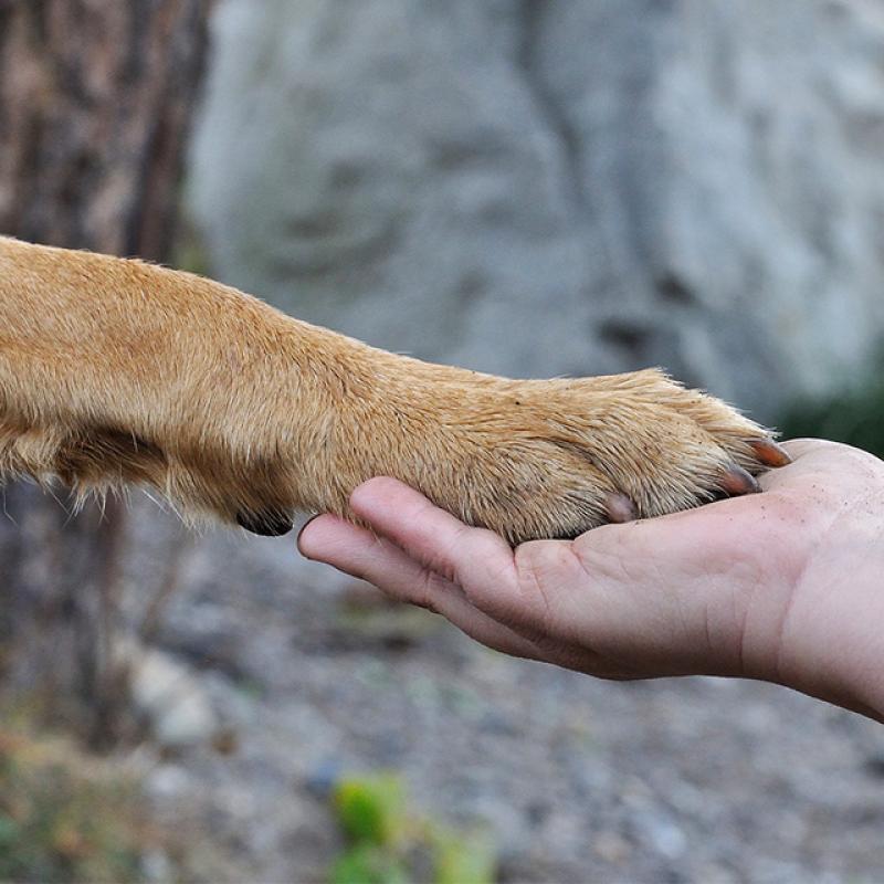 psí tlapka v lidské dlani