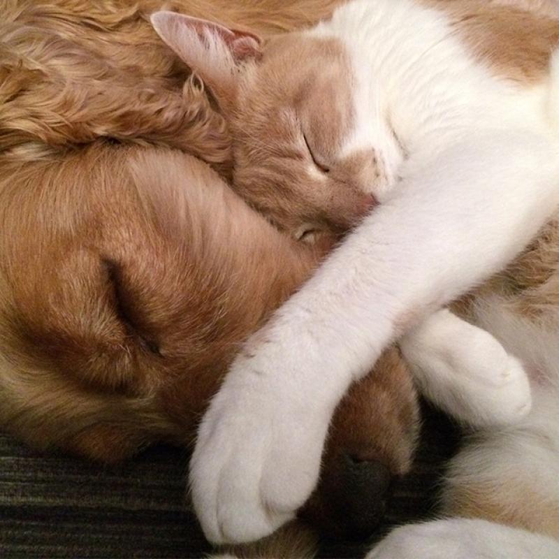 kočka se psem společně spí s hlavou u sebe