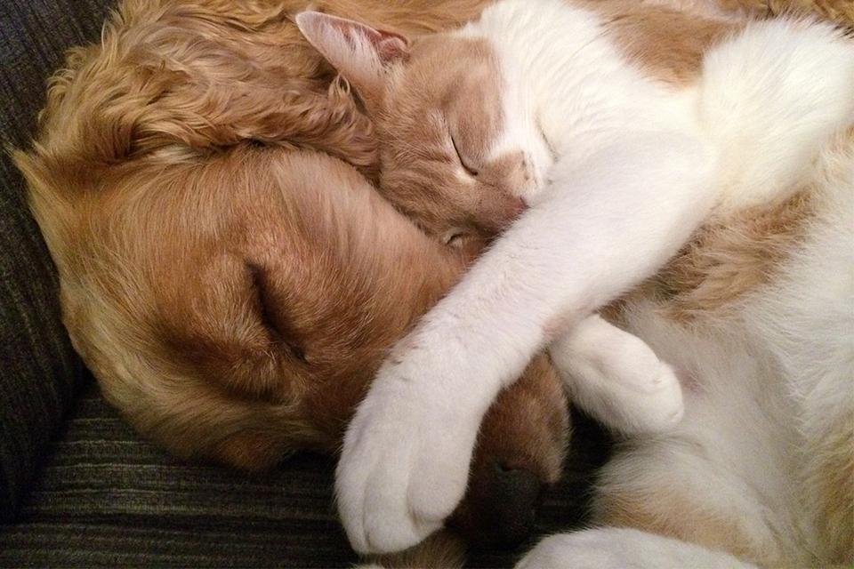kočka se psem společně spí s hlavou u sebe