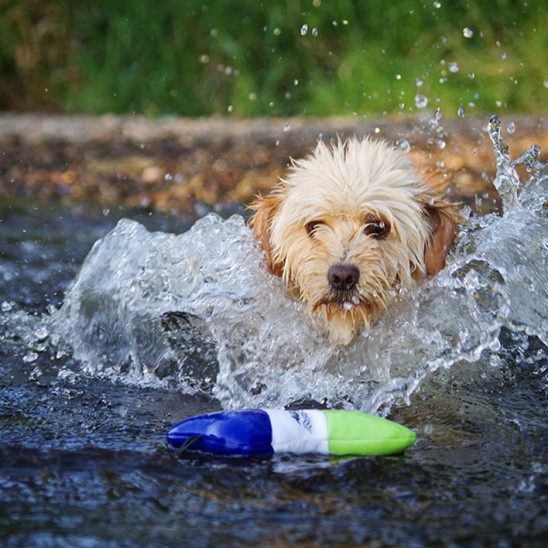 pes si běží ve vodě pro plovoucí hračku Akinu