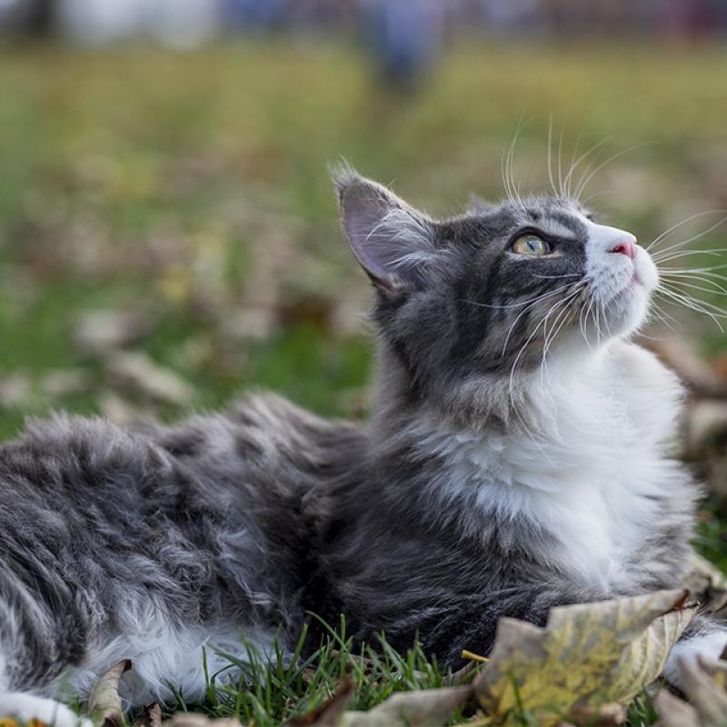 mainská kočka leží v trávě