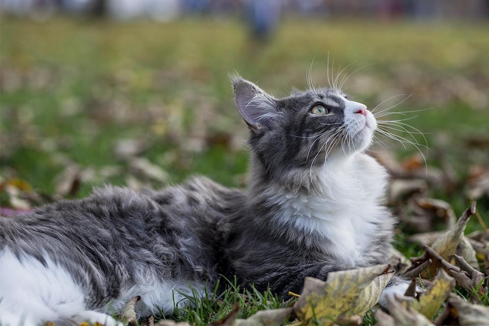 mainská kočka leží v trávě