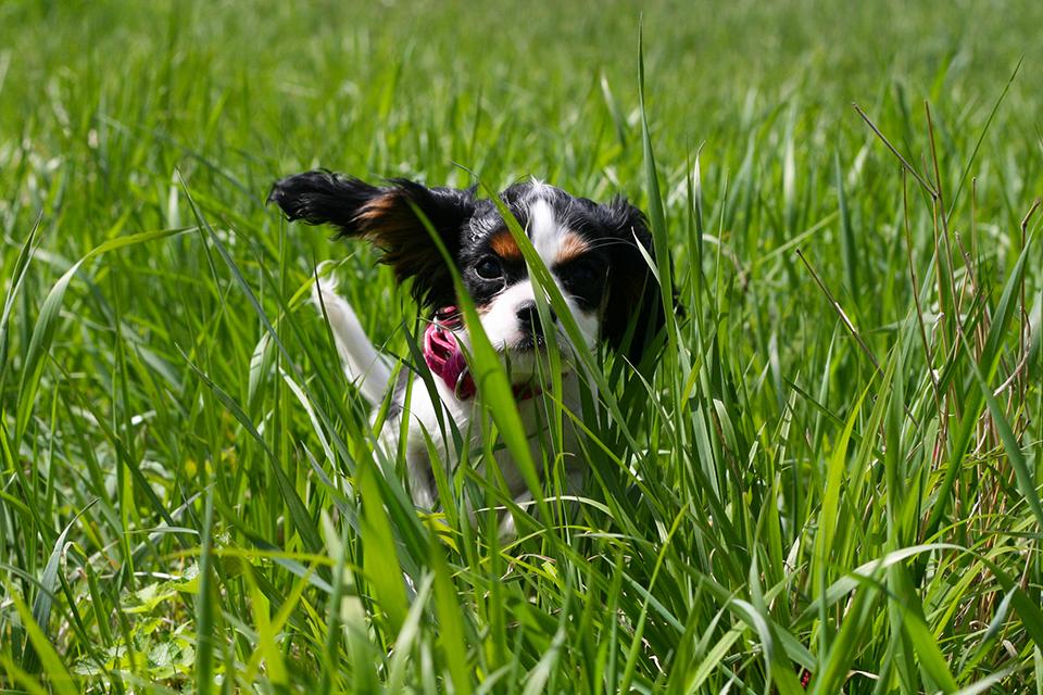 štěně kavalíra běží ve vysoké trávě