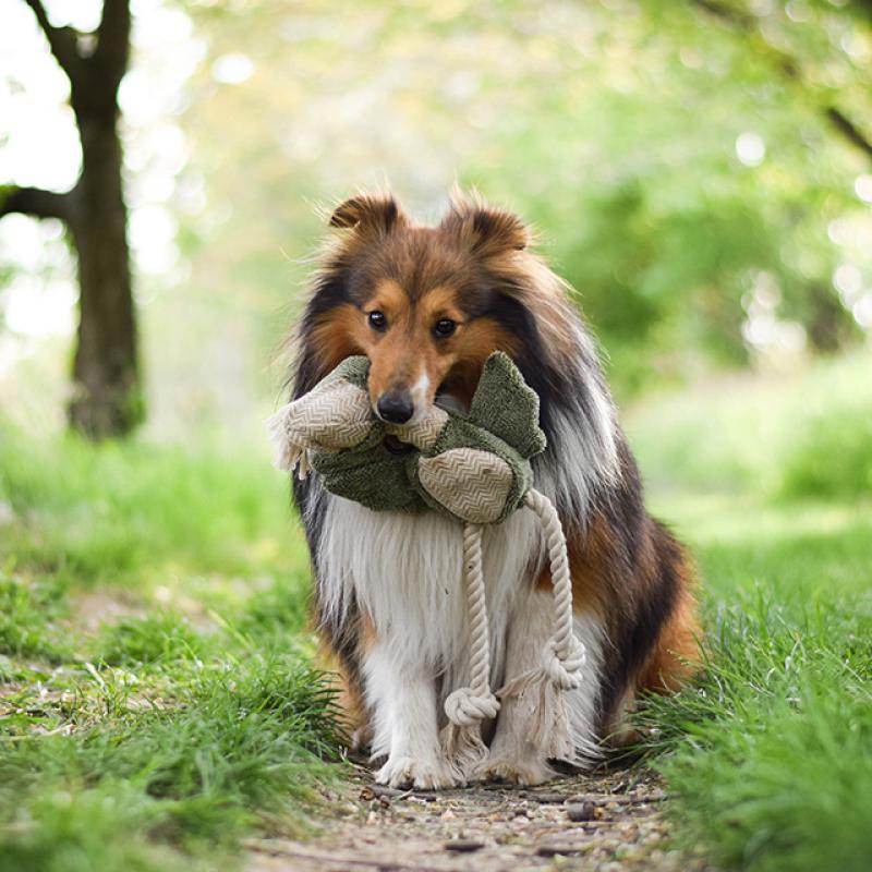 velice chlupatý pes je na procházce v přírodě a drží si svou oblíbenou hračku Akinu