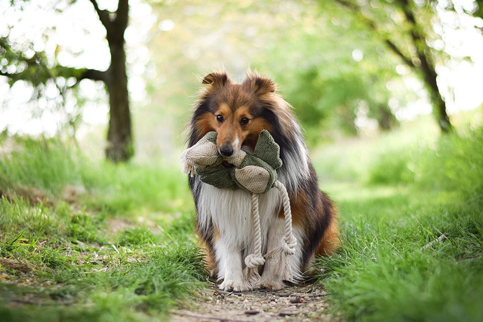 velice chlupatý pes je na procházce v přírodě a drží si svou oblíbenou hračku Akinu