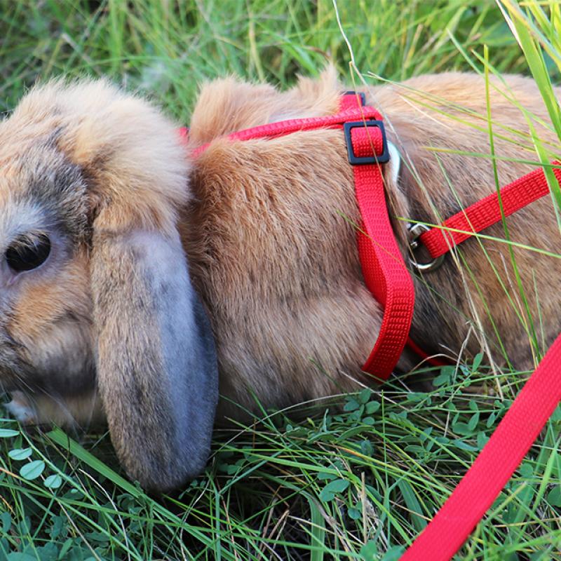 zakrslý králík beránek v postroji chroupe trávu