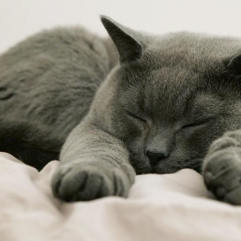šedá kočka spí v posteli