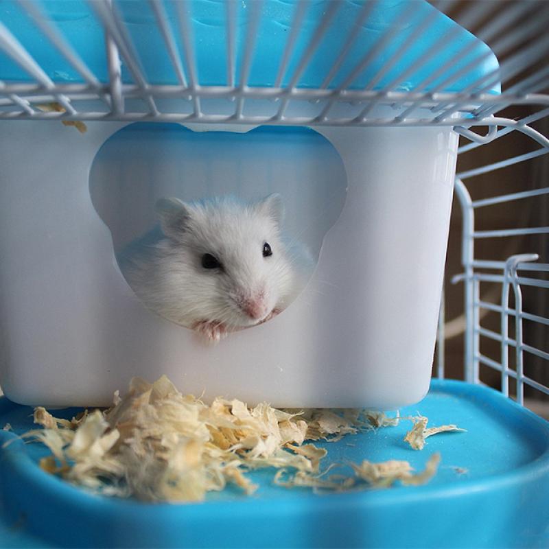 bílá myška je v domečku své klece