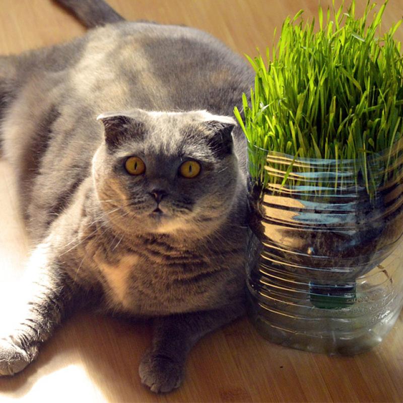 obézní kočka leží na podlaze vedle květináče s trávou