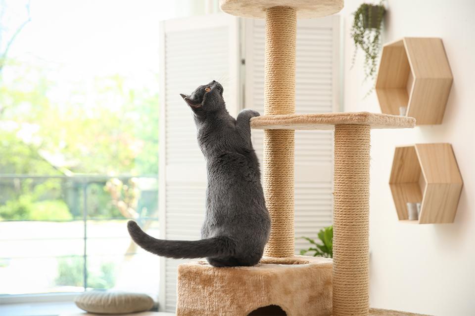 šedá kočka v obývacím pokoji se protahuje na škrabadle