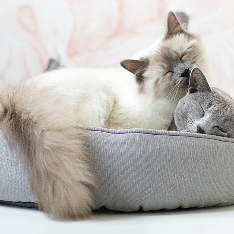2 kočky leží na sobě v pelíšku