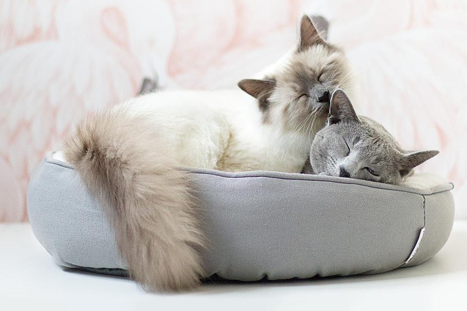 2 kočky leží na sobě v pelíšku