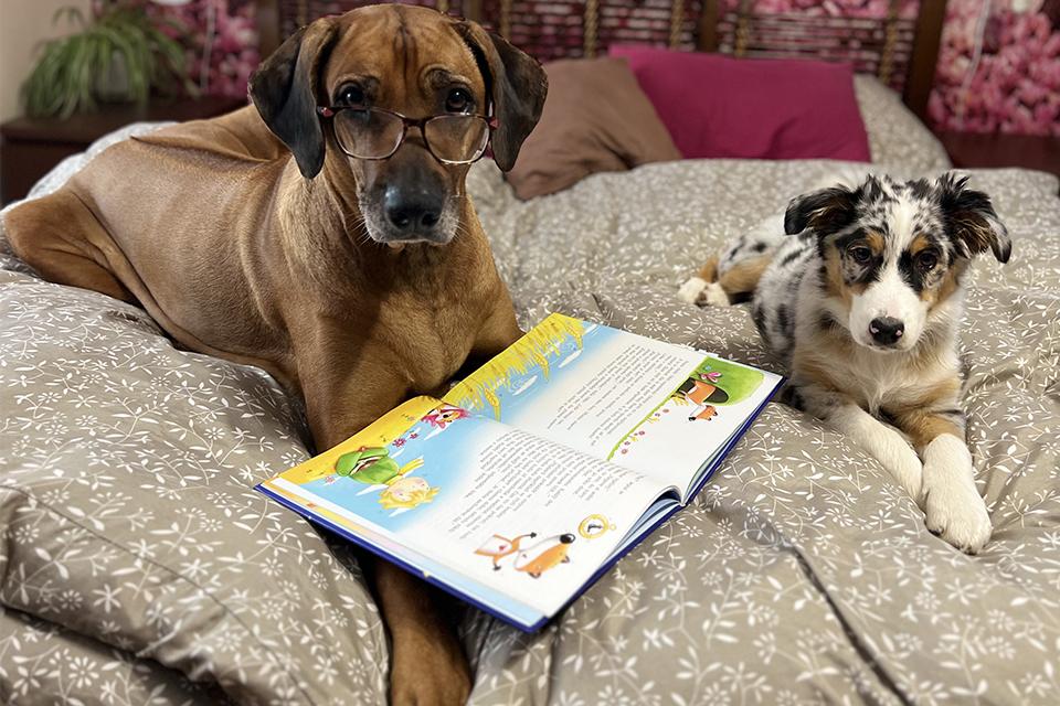 pes s brýlemy na čumáku leží s knihou vedle štěněte