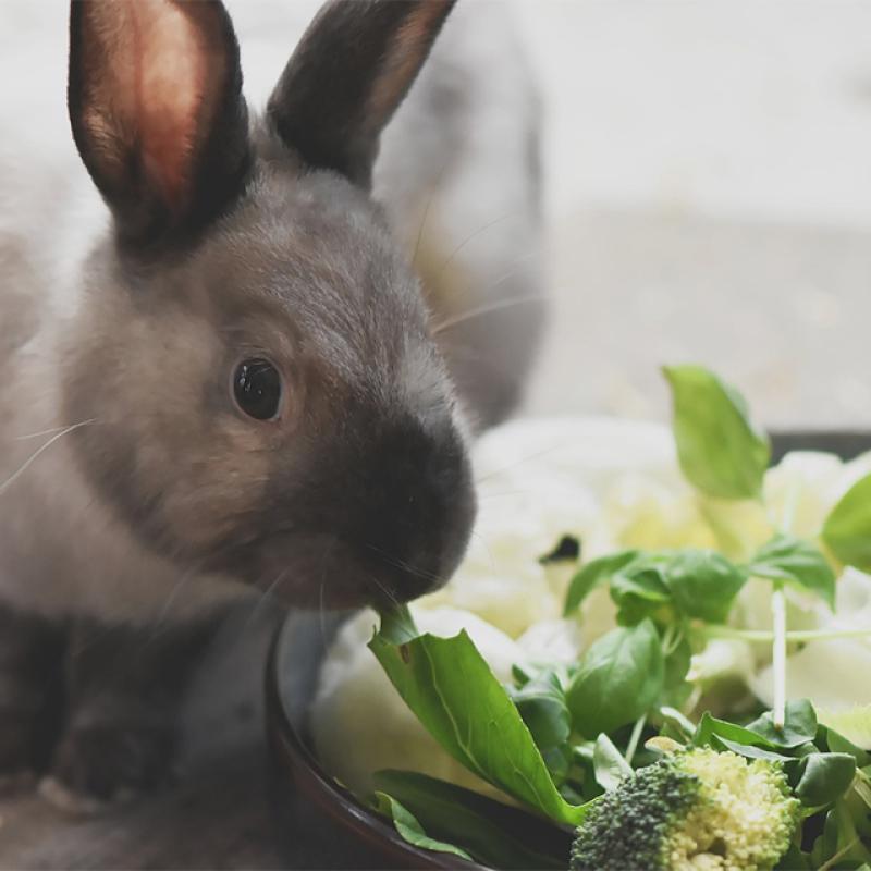 zakrslý králík u misky s výběrem salátů a zeleniny