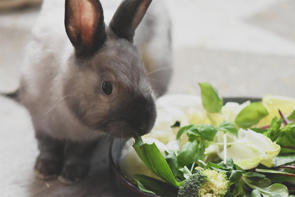 zakrslý králík u misky s výběrem salátů a zeleniny