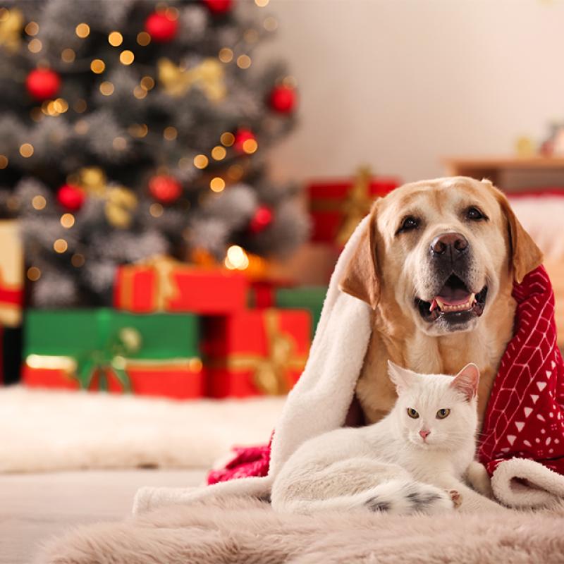 pes a kočka dostávají dárky pod stromečkem