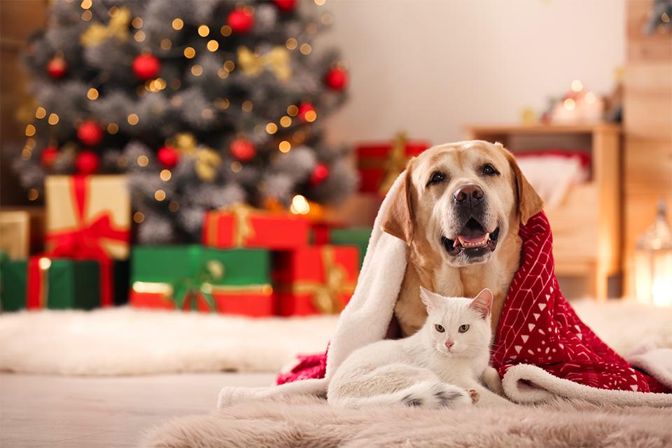 pes a kočka dostávají dárky pod stromečkem