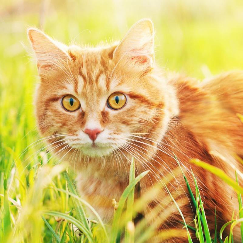 zrzavá mourovatá kočka na louce s trávou