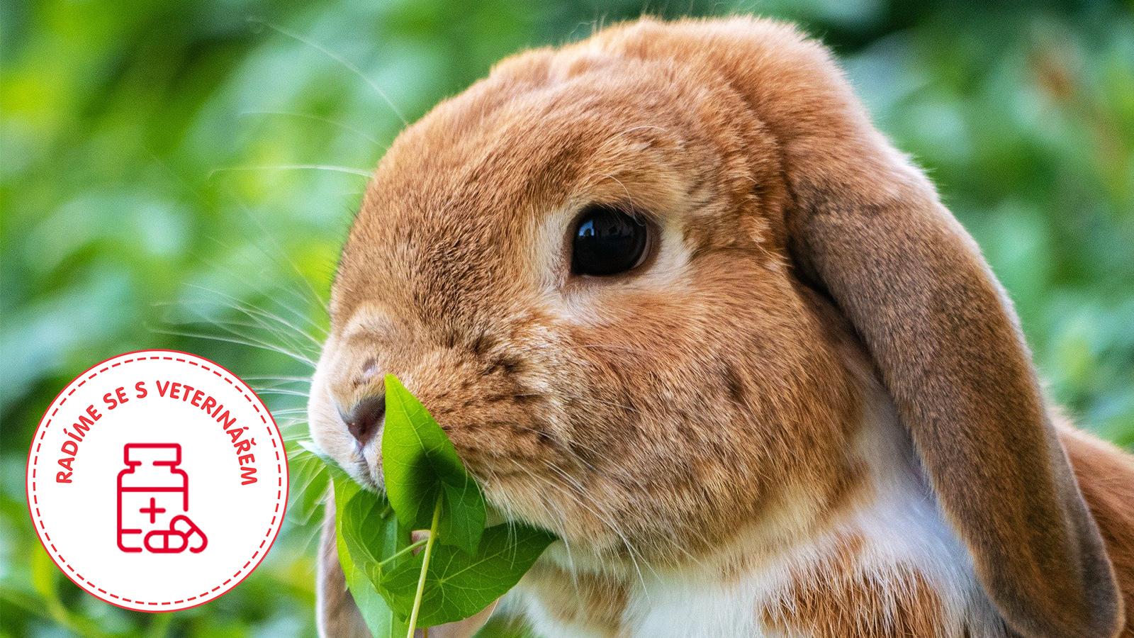 zakrslý králík ve skořicové barvě žere čerstvé bylinky