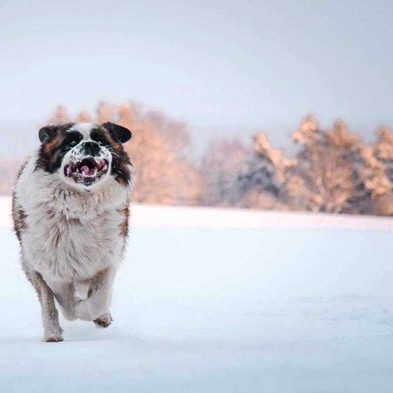 moskevský ovčák běží ve sněhu