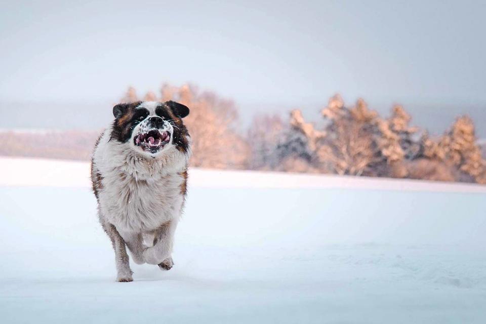 moskevský ovčák běží ve sněhu