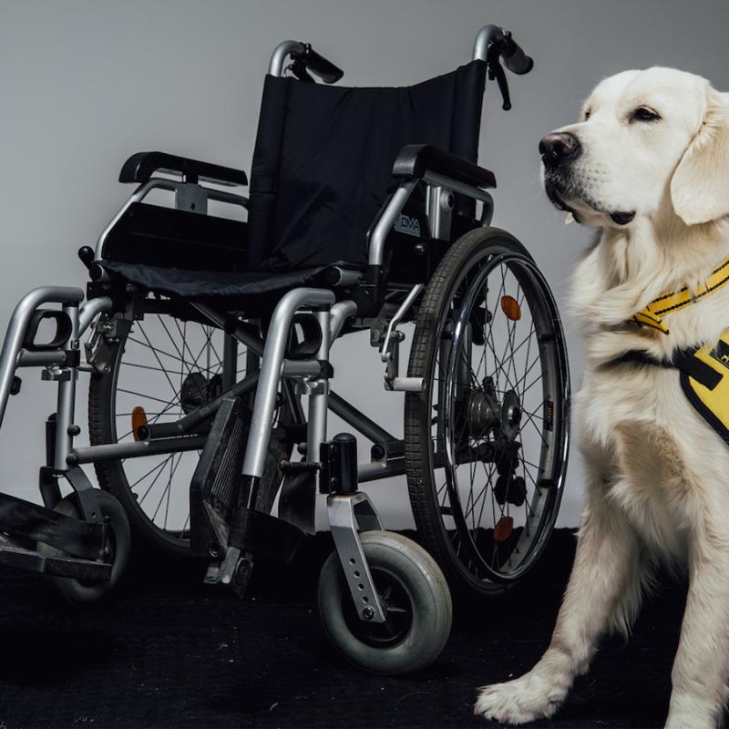 labrador helppes čeká u vozíku, má na sobě žlutou vestu pes ve výcviku